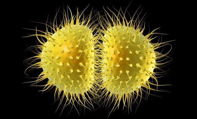 meningite meningite