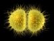 meningite