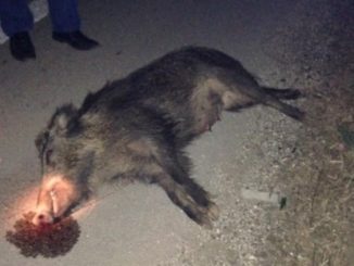 cinghiale investito