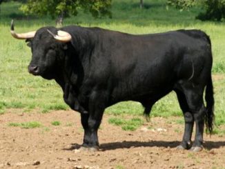 toro 3 2