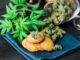 cannabis