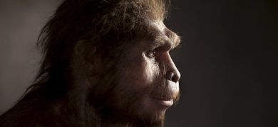 Homo-erectus