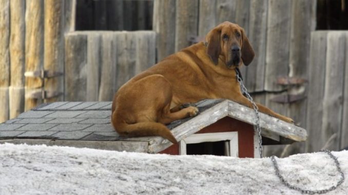 cane-catena-e1465640378567
