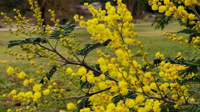 La selva mimose 1